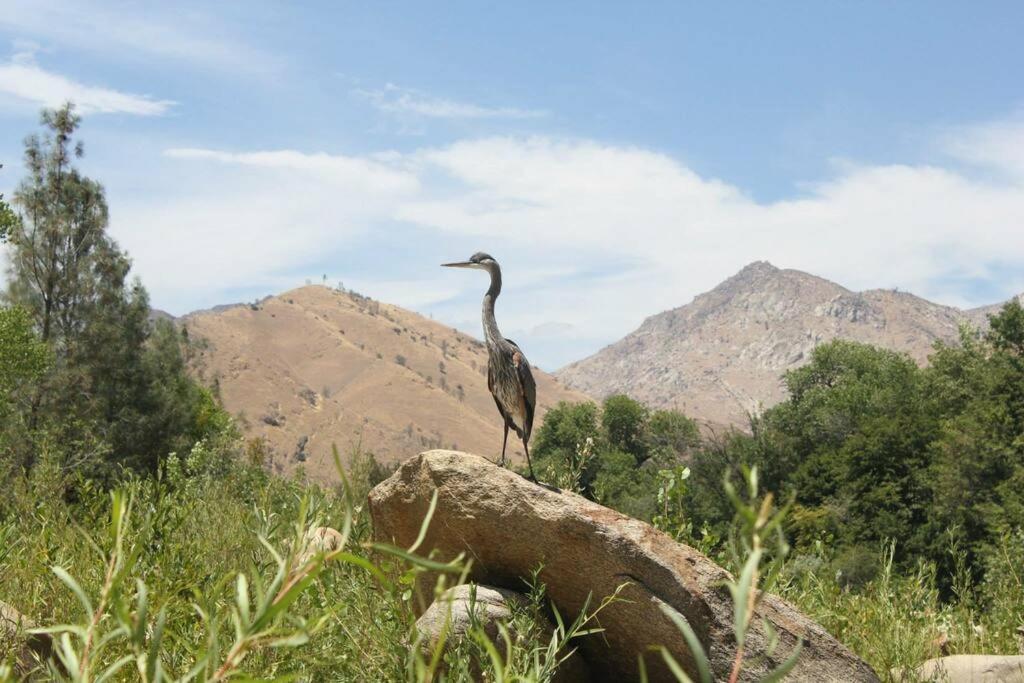 Socal Camping Kernville Zewnętrze zdjęcie